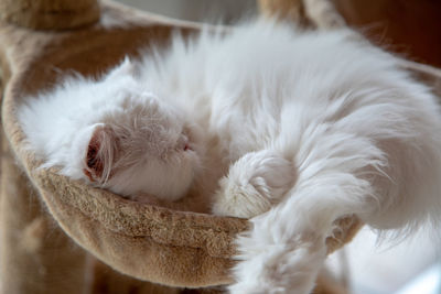 Close-up of cat sleeping