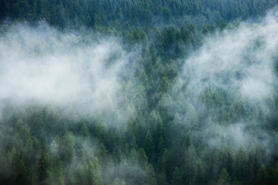 Scenic view of waterfall in forest against sky