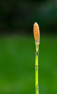 Close-up of flower bud growing on plant at field