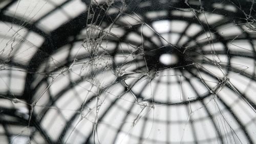 Close-up of spider on web