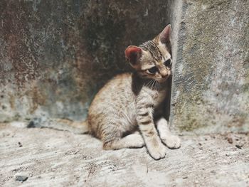 Cat sitting on wall