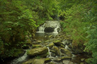 Stream flowing through rocks in forest