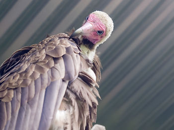 Bird striking a pose. 