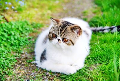 Close-up portrait of cat on grass