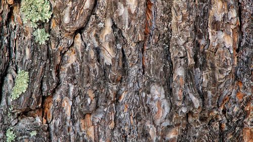 Full frame shot of tree trunk