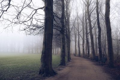 Road passing through forest