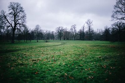 Trees on field against sky