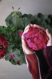 Close-up of pink flowers