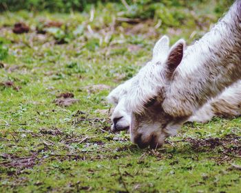 View of a dog on field