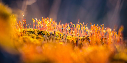 Beautiful closeup of moss growing on the forest floor in spring. small natural scenery in woodlands