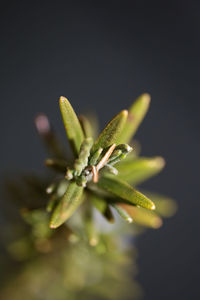 Close-up of plant