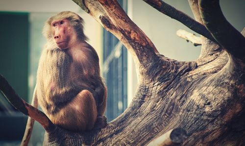 Monkey sitting on tree trunk in zoo