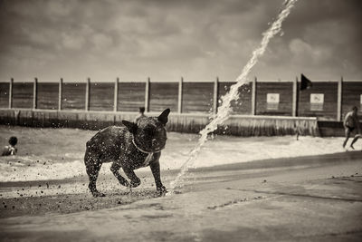 Dog standing with umbrella against sky