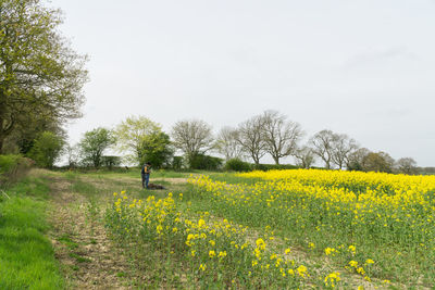 Scenic view of oilseed rape field against clear sky