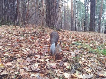 Dog on field in forest