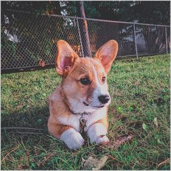 Portrait of a dog on field