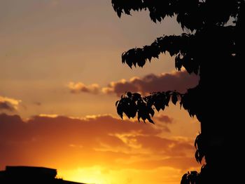 Silhouette of trees at sunset