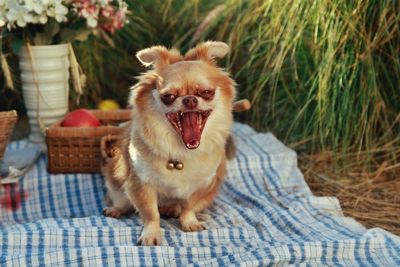 Portrait of dog sitting outdoors