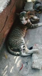 Cat sleeping on bed