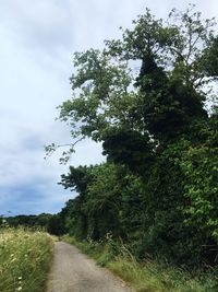 Road passing through forest