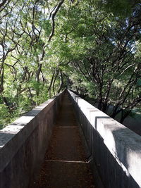 Footpath amidst trees