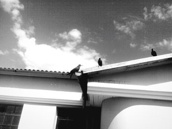 Low angle view of birds flying against sky