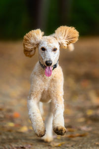 Portrait of dog running on land