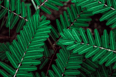 Close-up of green leaves