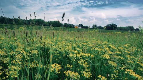 Scenic view of field against sky