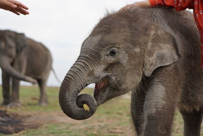 Sumatran elephants in way kambas national park