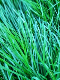 Full frame shot of grass