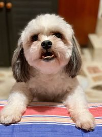 Portrait of dog sitting at home