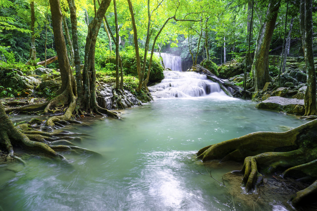 SCENIC VIEW OF STREAM FLOWING IN FOREST