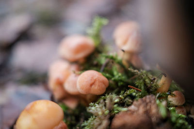 Close-up of hand holding leaf