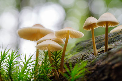 Close-up of mushrooms growing on field