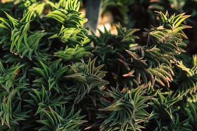 Close-up of fresh green plants