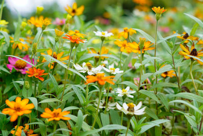 Close-up of orange flowering plants