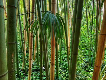 bamboo