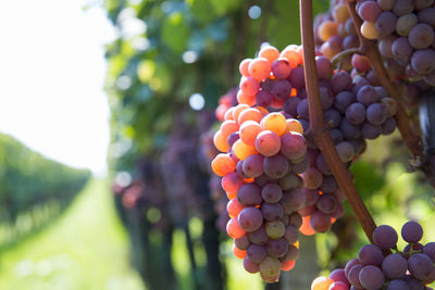 Close-up of grapes growing in vineyard