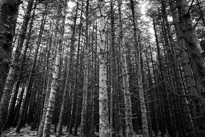 Low angle view of bamboo trees in forest