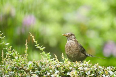 Close-up of bird perching on a plant