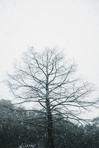 Low angle view of bare tree against sky during winter
