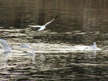 Gray heron flying over lake