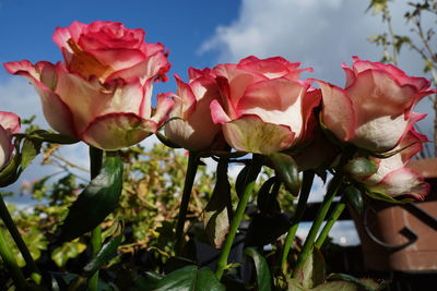 Close-up of pink roses