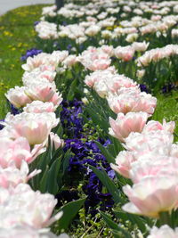 Close-up of pink flowering plant on field