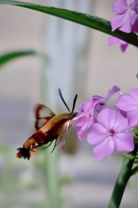 Close-up of insect on pink flower