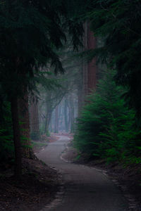 Road amidst trees in forest