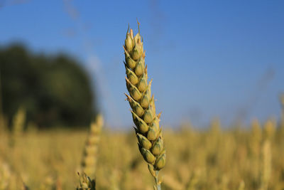 Close-up of stalks in field against sky