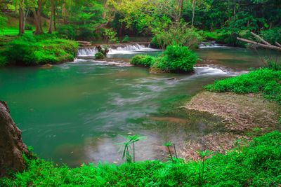 Scenic view of river amidst trees in forest