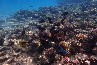 High angle view of fish swimming in sea